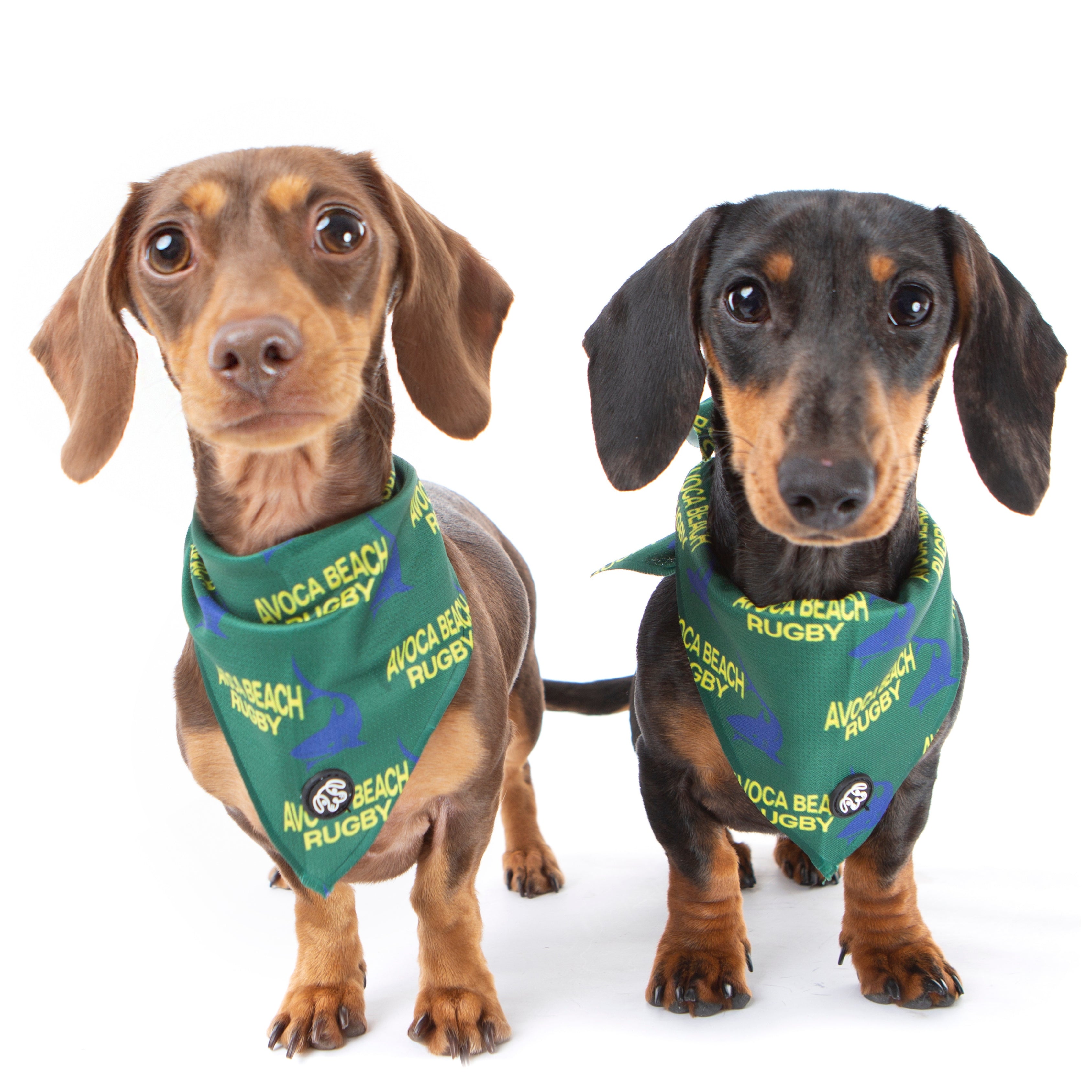 PuppCo Official Sharkie Dog Bandana