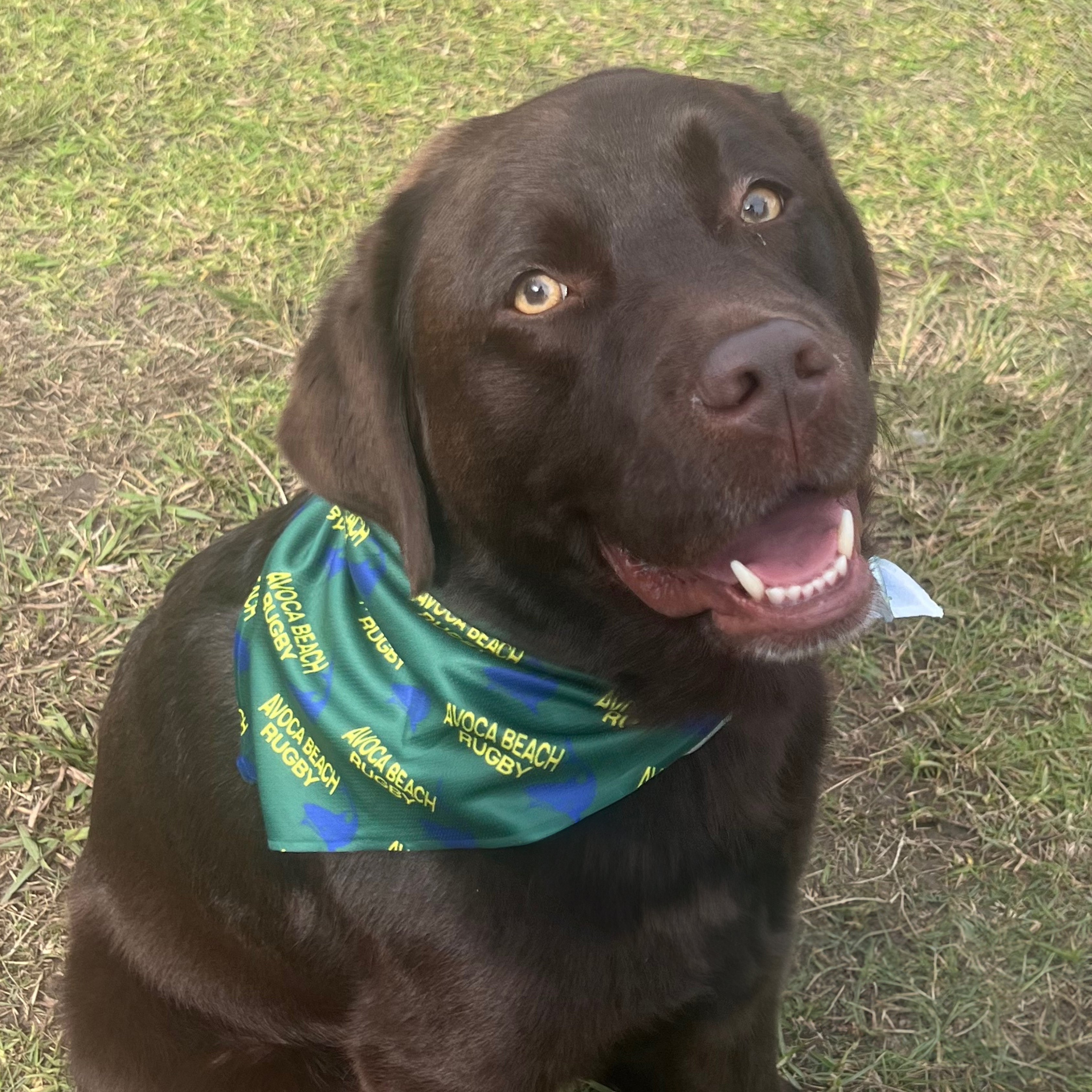 PuppCo Official Sharkie Dog Bandana