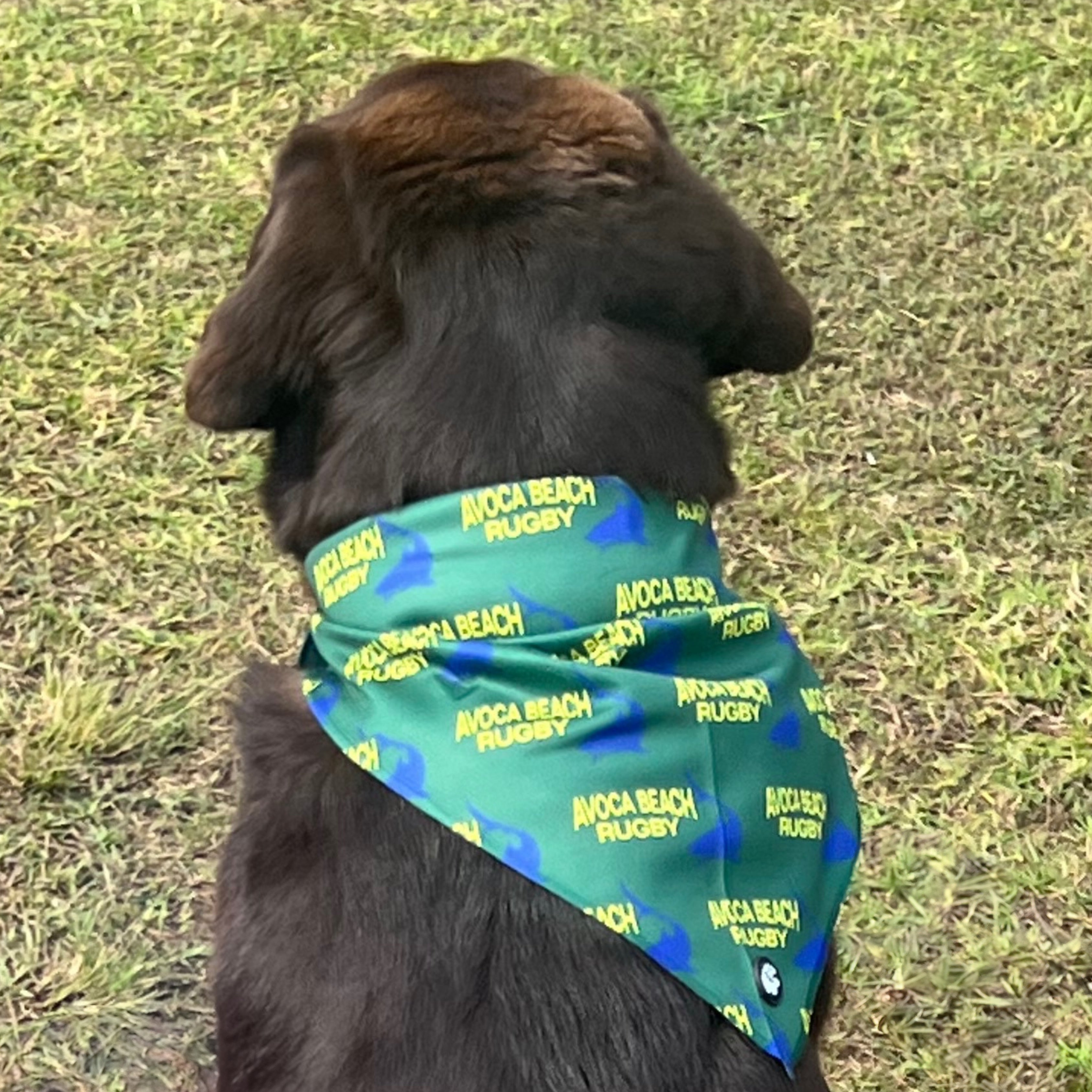 PuppCo Official Sharkie Dog Bandana