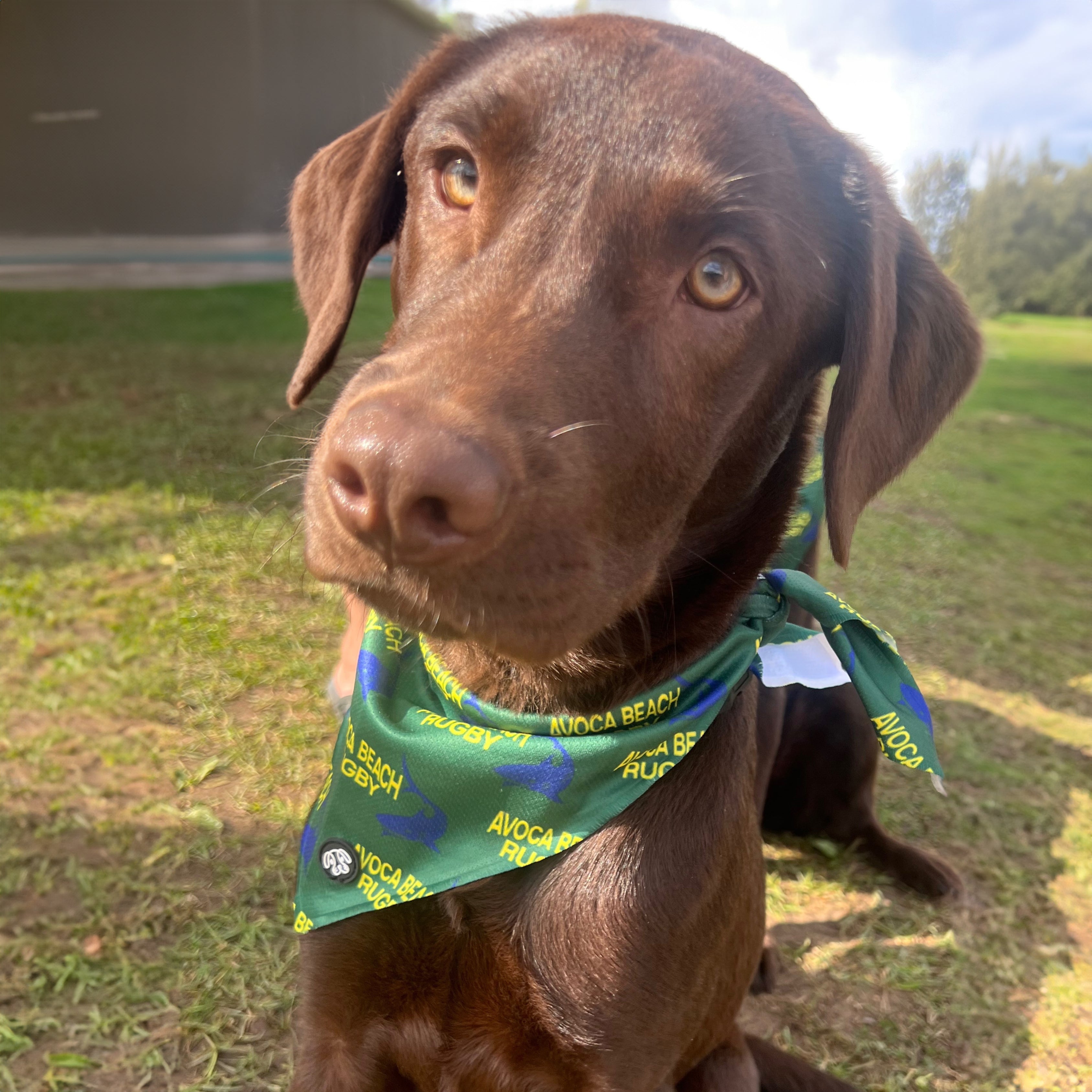 PuppCo Official Sharkie Dog Bandana